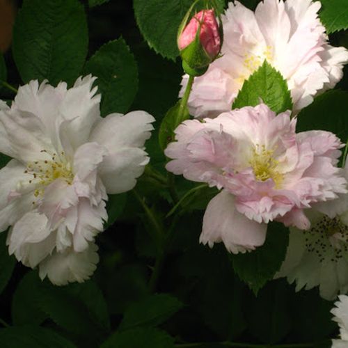 Rosa Fimbriata - blanco - Árbol de Rosas Flor Simple - rosal de pie alto- forma de corona tupida